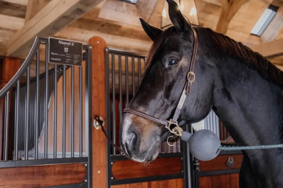 Kentucky Rubber Ball Wall and Lead Protector - Nags Essentials