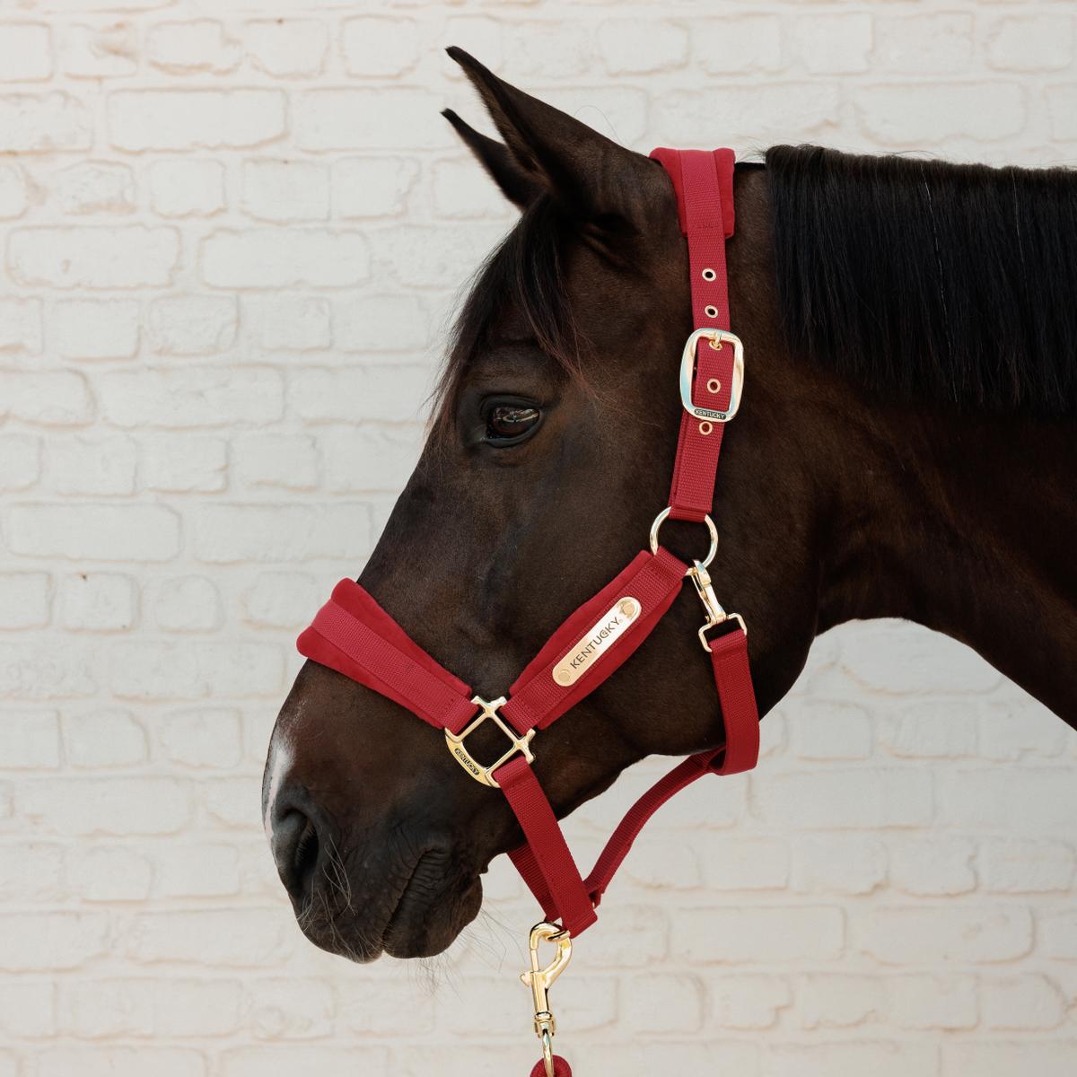 Kentucky Velvet Head Collar - Nags Essentials