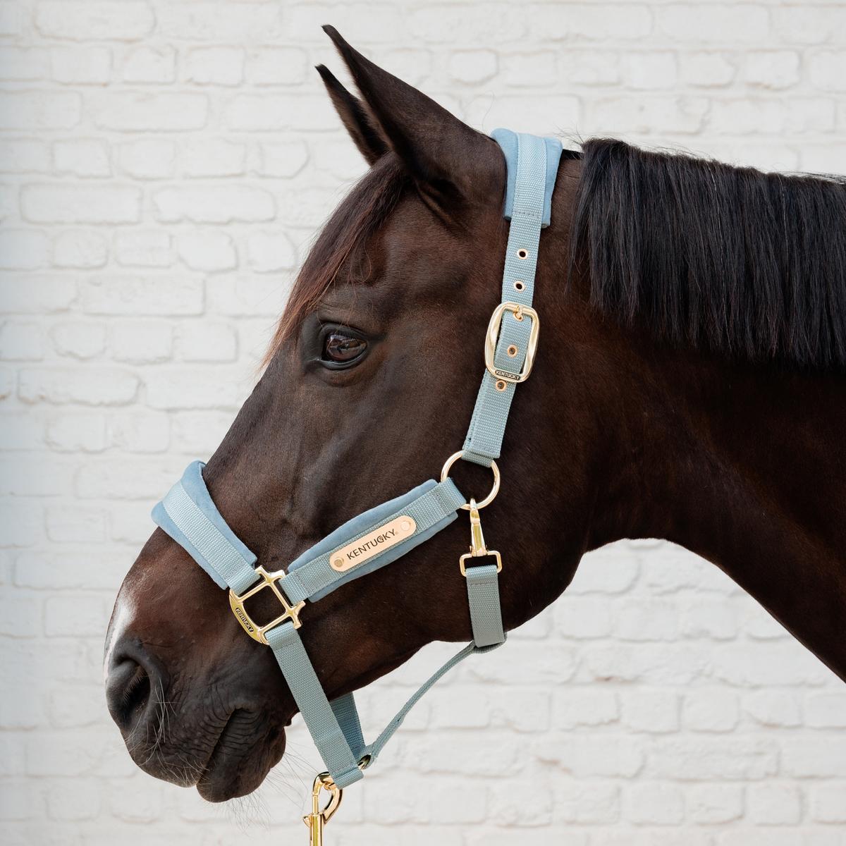 Kentucky Velvet Head Collar - Nags Essentials