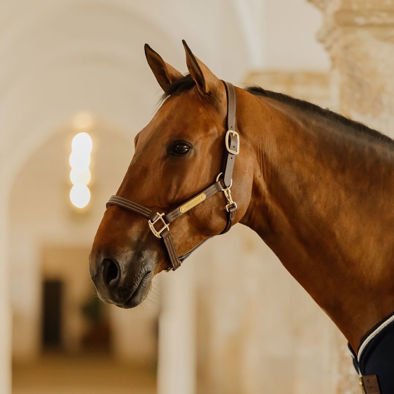 Kentucky Wellington Leather Halter - Nags Essentials