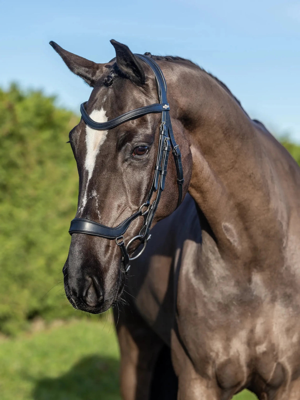 LeMieux Arika Drop Bridle - Nags Essentials