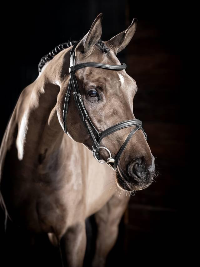 LeMieux Arika Flash Bridle - Nags Essentials