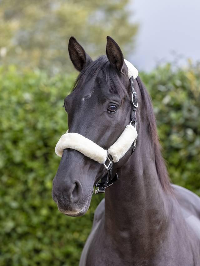LeMieux Comfort Headcollar - Nags Essentials