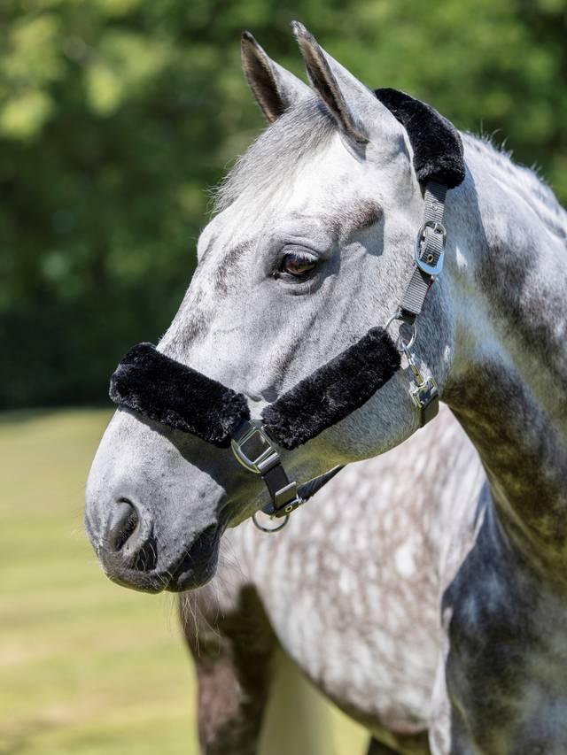 LeMieux Comfort Headcollar - Nags Essentials