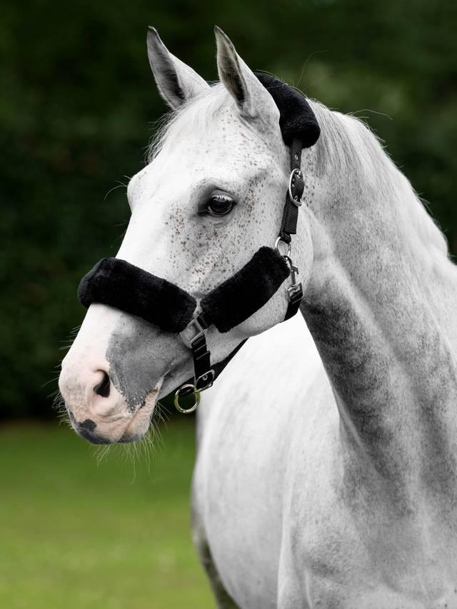 LeMieux Comfort Headcollar - Nags Essentials