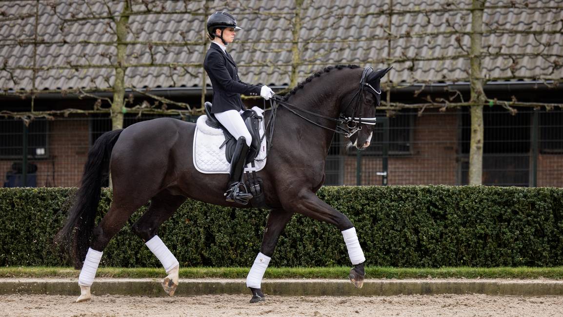 LeMieux Crystal Suede Dressage Square - Nags Essentials