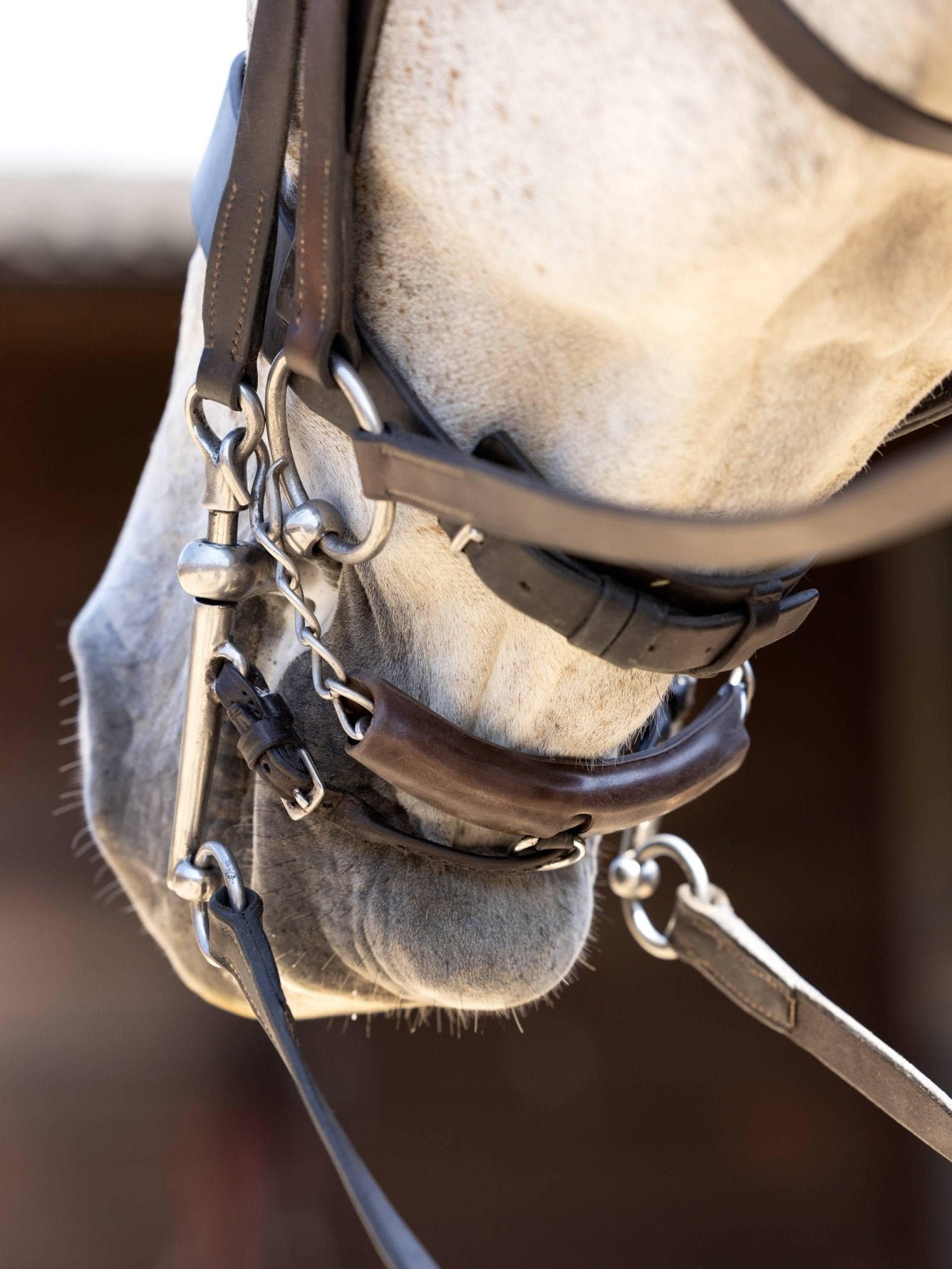 Lemieux Curb Chain Guard - Nags Essentials