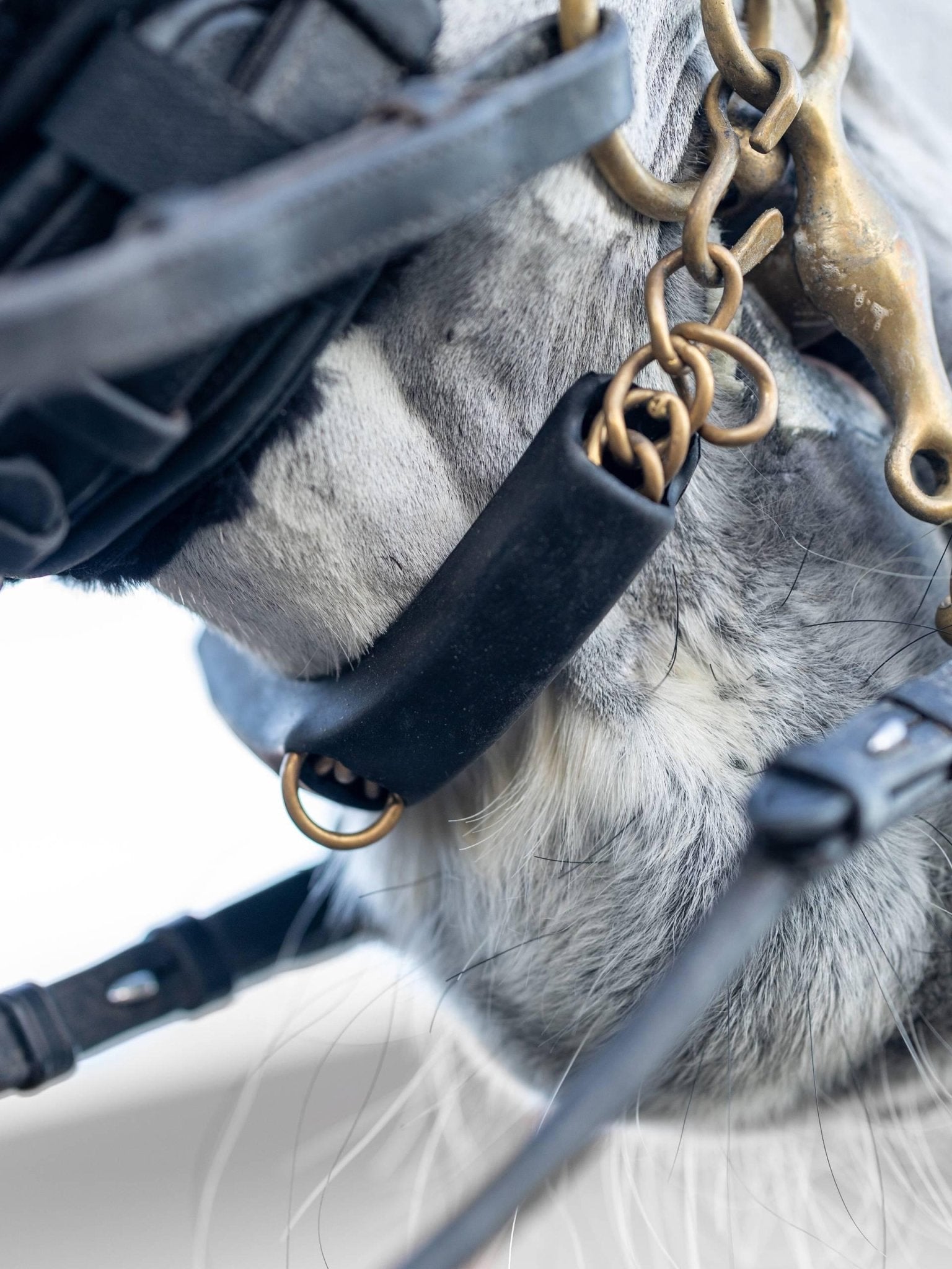 Lemieux Curb Chain Guard - Nags Essentials