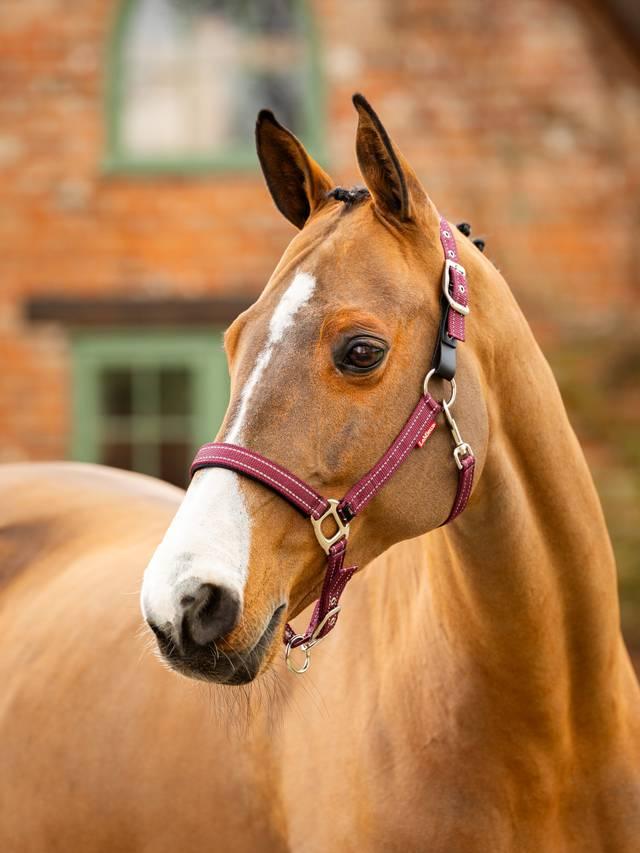 LeMieux Essential Yard Headcollar - Nags Essentials