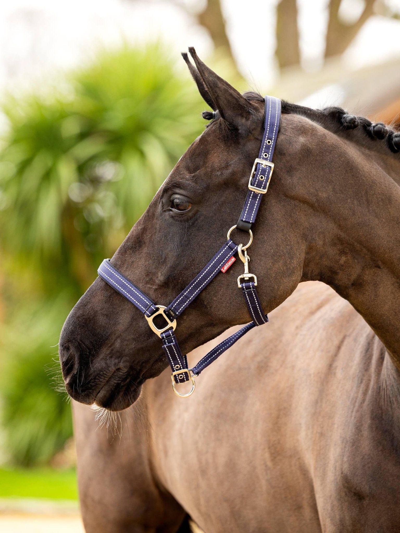 LeMieux Essential Yard Headcollar - Nags Essentials