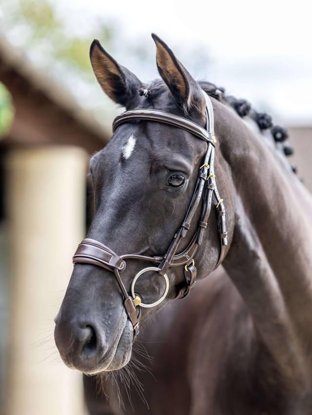 Lemieux Kudos Clear Arc Bridle - Nags Essentials