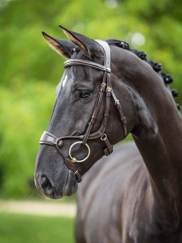 Lemieux Kudos Clear Arc Bridle - Nags Essentials