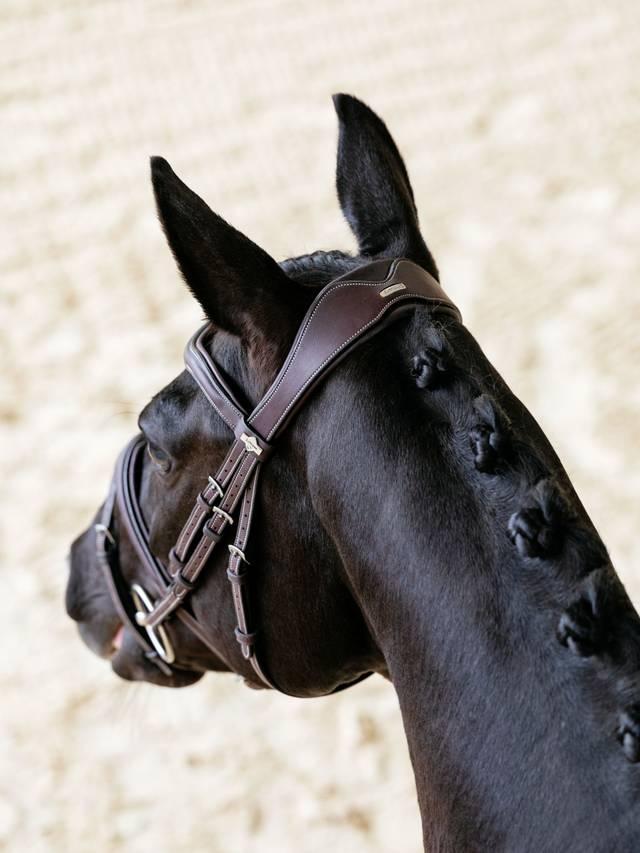 Lemieux Kudos Contour Flash Bridle - Nags Essentials