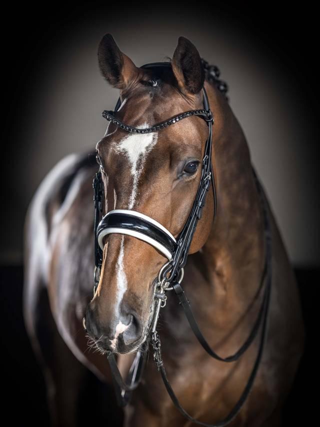 Lemieux Kudos Double Bridle - Nags Essentials