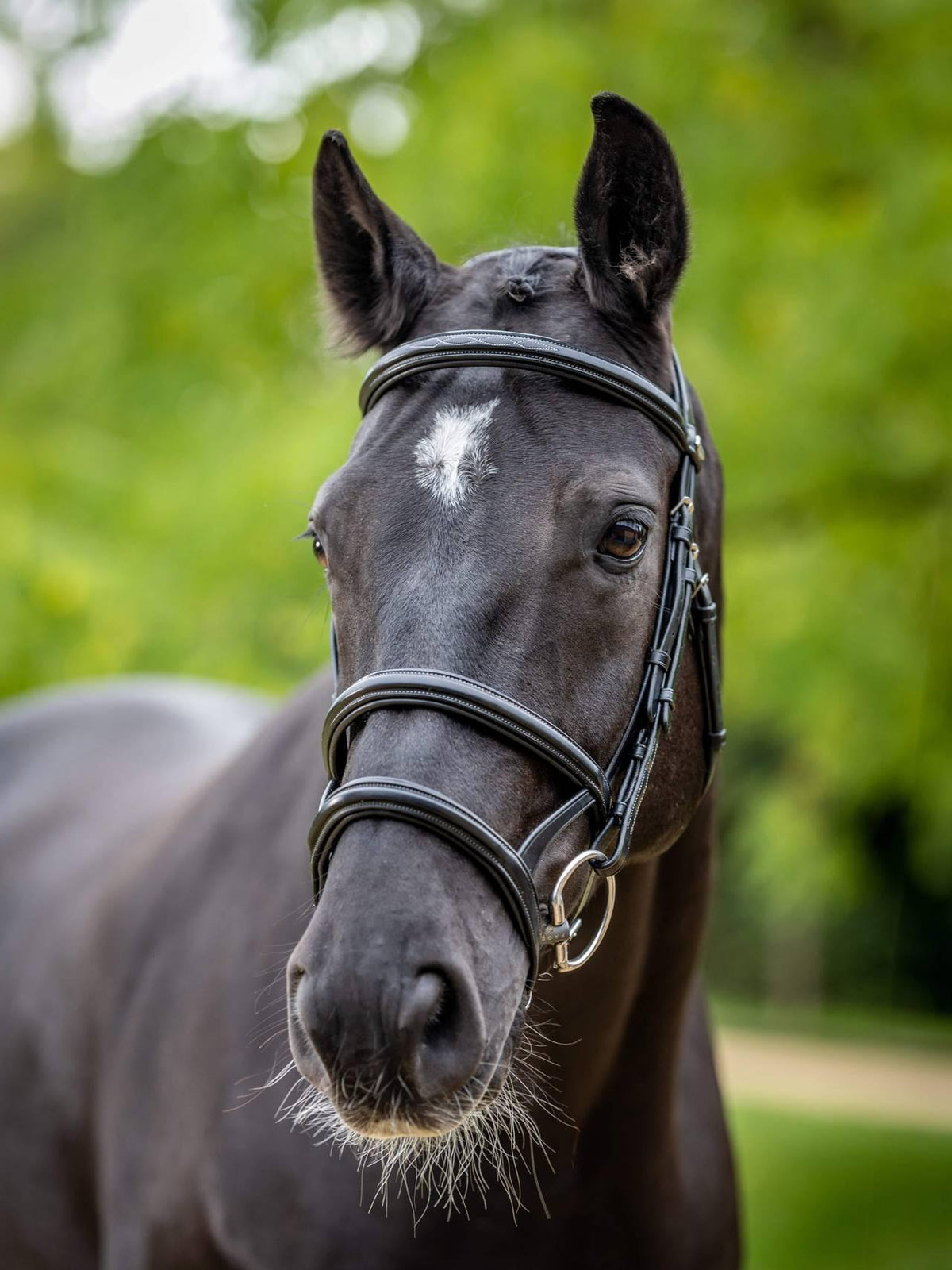 Lemieux Kudos Double Noseband Bridle - Nags Essentials
