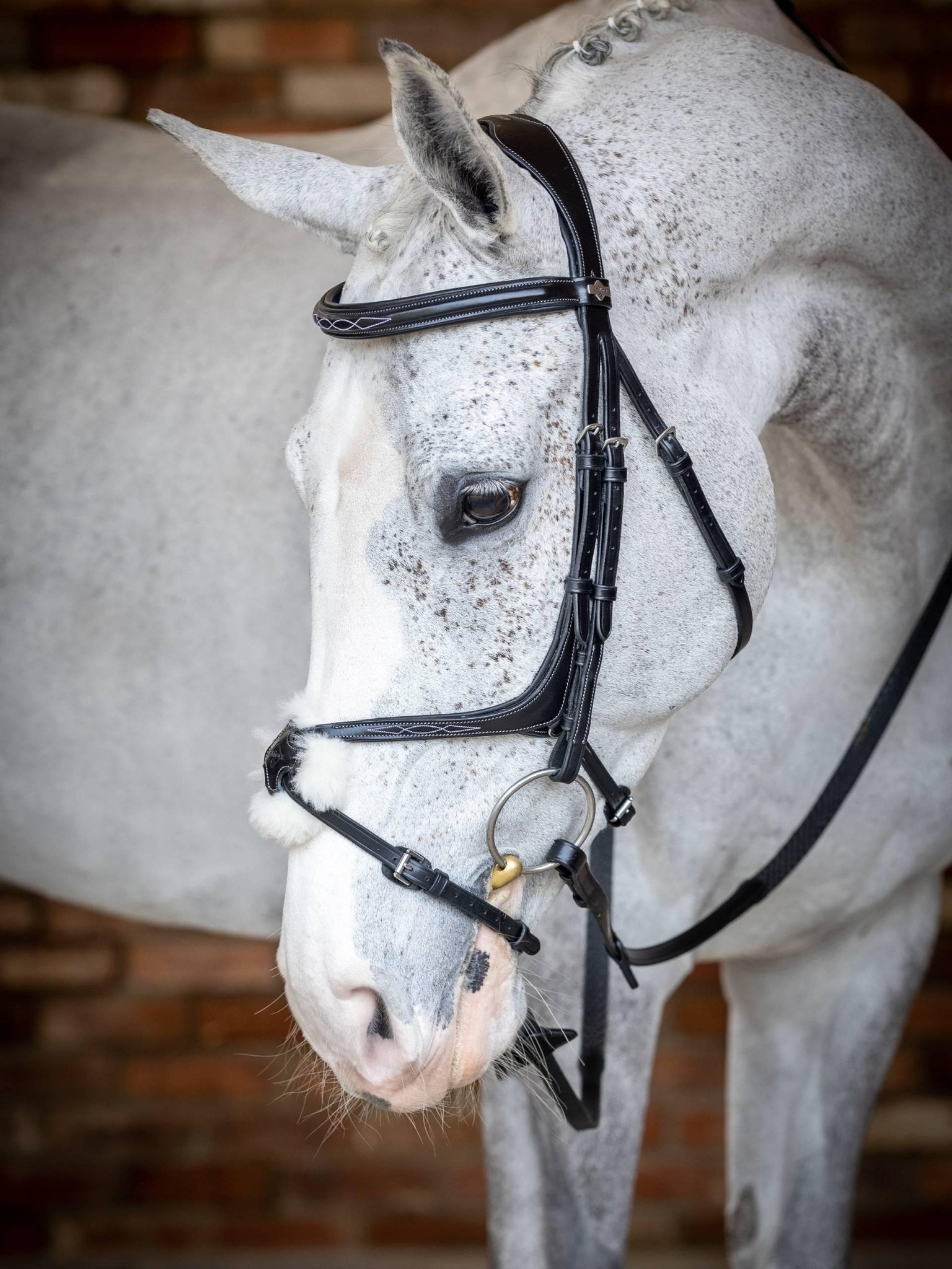 Lemieux Kudos Grackle Bridle - Nags Essentials