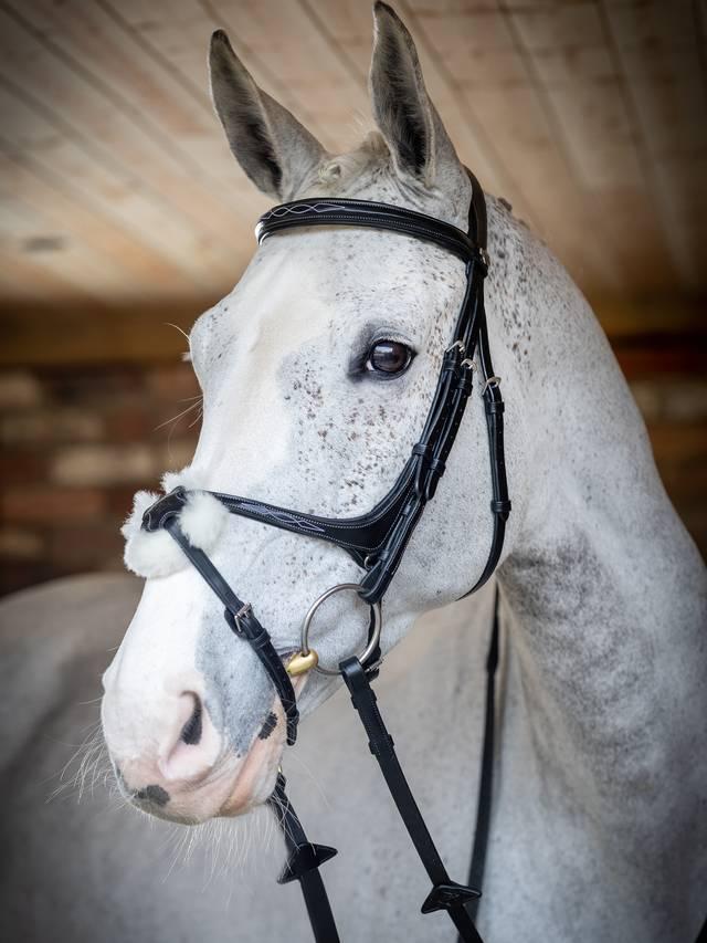 Lemieux Kudos Grackle Bridle - Nags Essentials