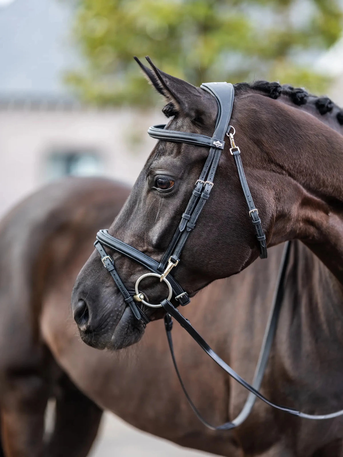 Lemieux Kudos Work Bridle - Nags Essentials