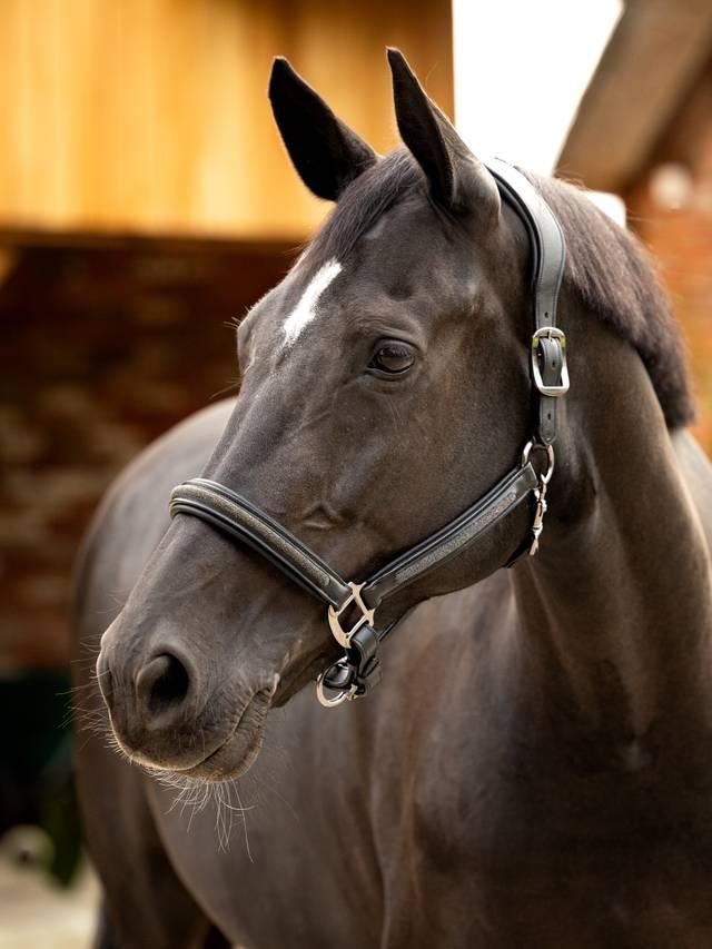 LeMieux Leather Crystal Headcollar - Nags Essentials