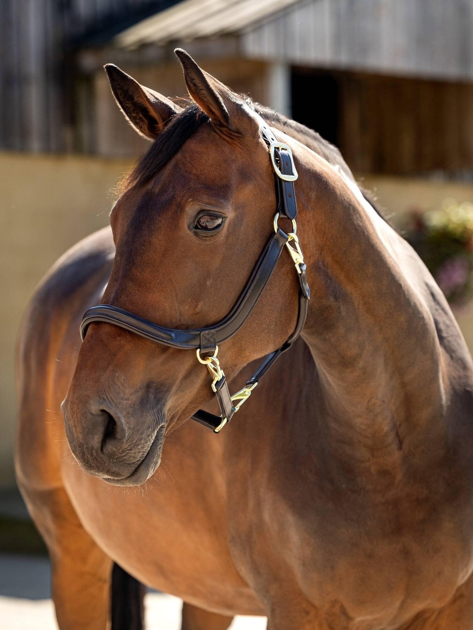 LeMieux Leather Grooming Headcollar - Nags Essentials