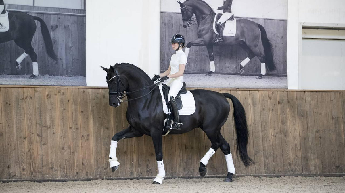 LeMieux Loire Dressage Square - Nags Essentials