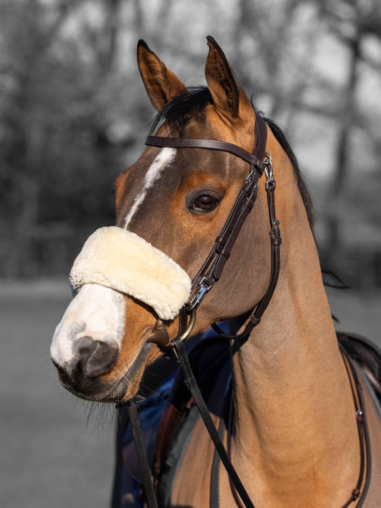 Lemieux Simuwool Noseband Cover - Nags Essentials
