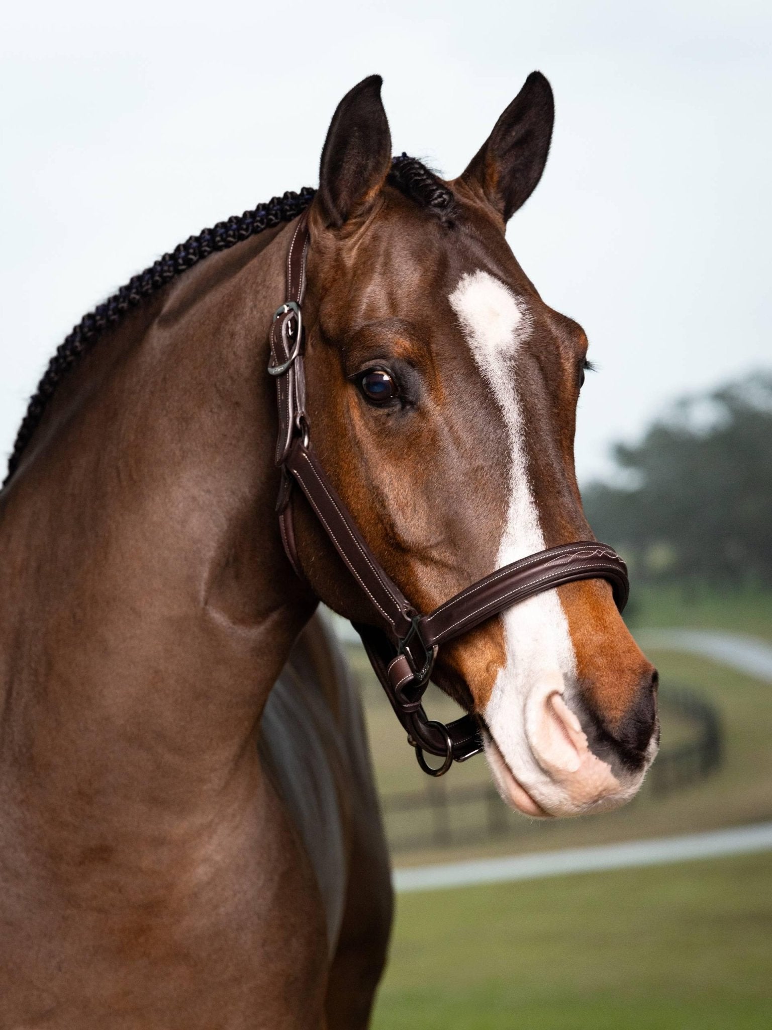 LeMieux Stitched Hunter Headcollar - Havana - Nags Essentials