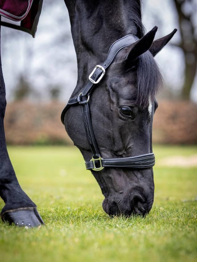 LeMieux Stitched Leather Headcollar - Nags Essentials