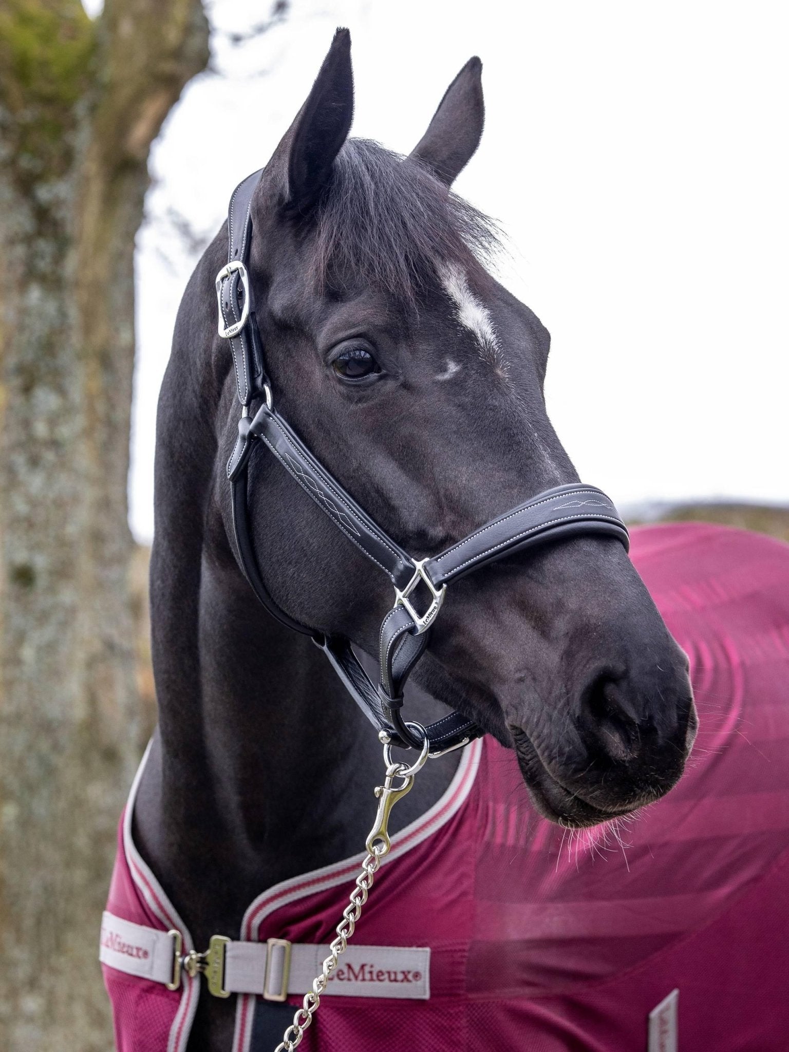LeMieux Stitched Leather Headcollar - Nags Essentials