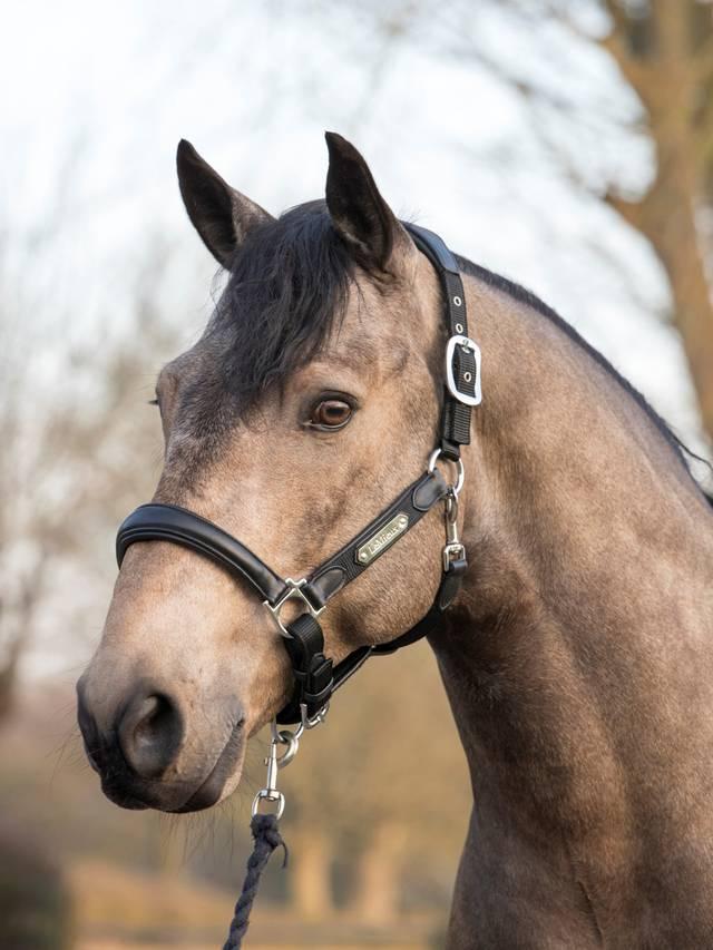 LeMieux Capella Headcollar