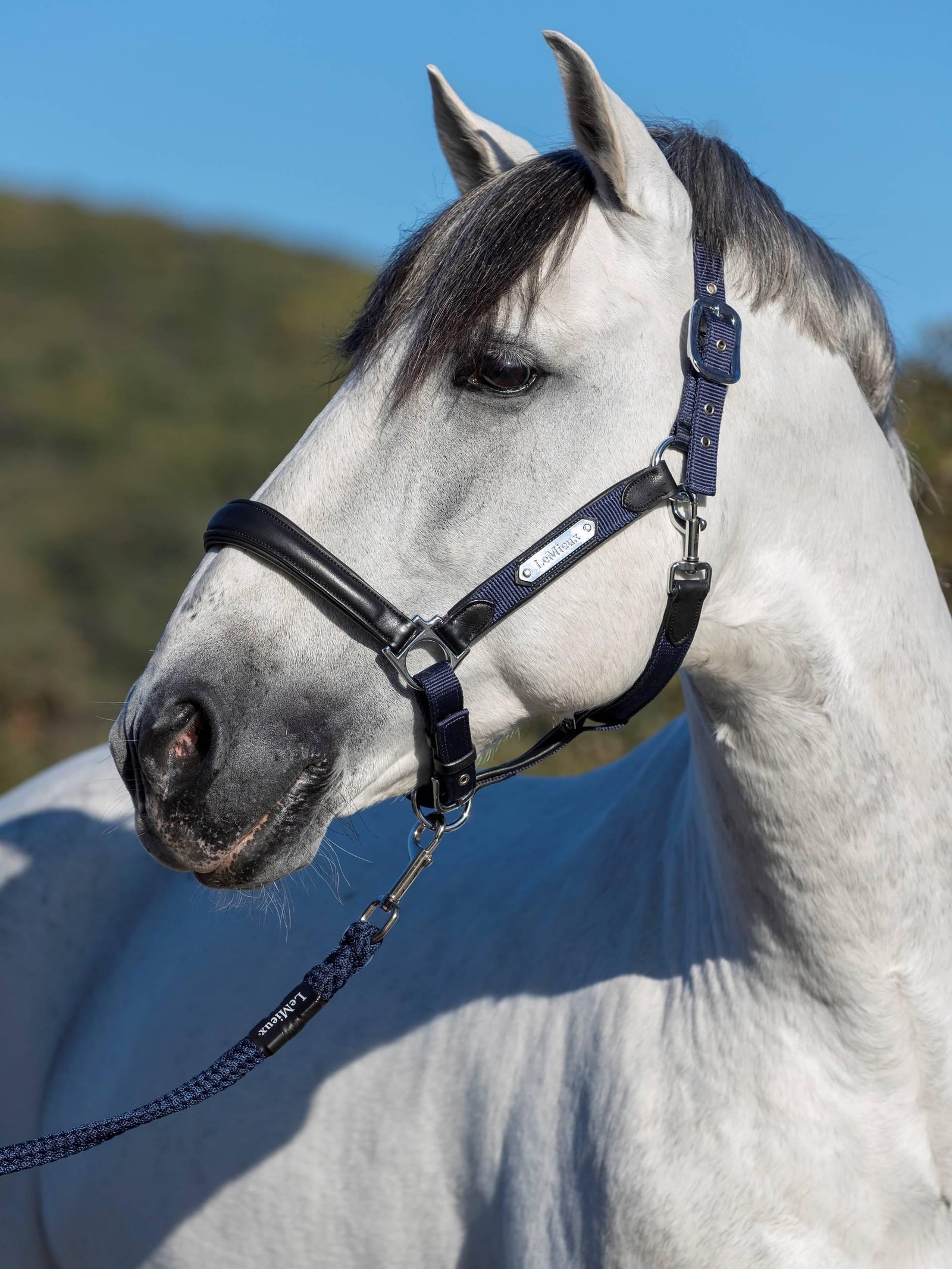 LeMieux Capella Headcollar