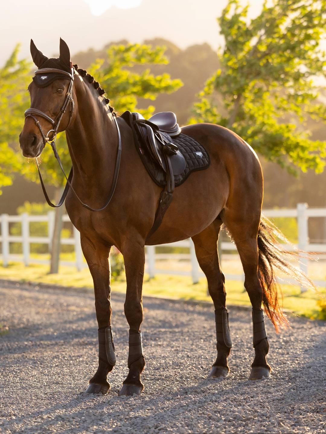 Loire Classic GP Square - Nags Essentials