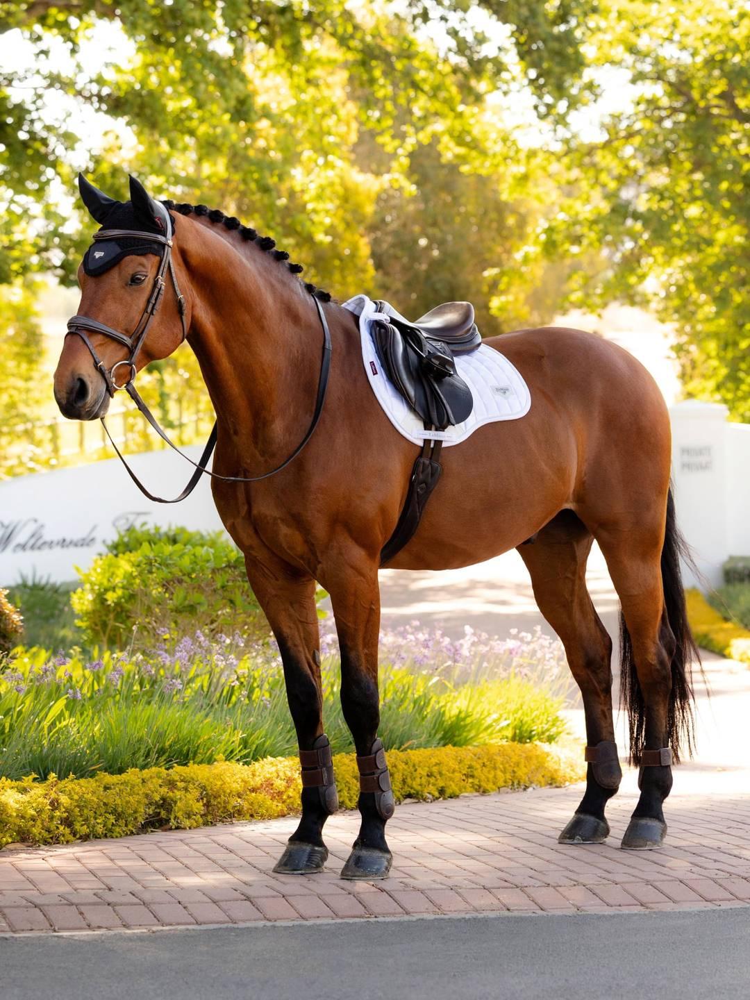 Loire Classic GP Square - Nags Essentials