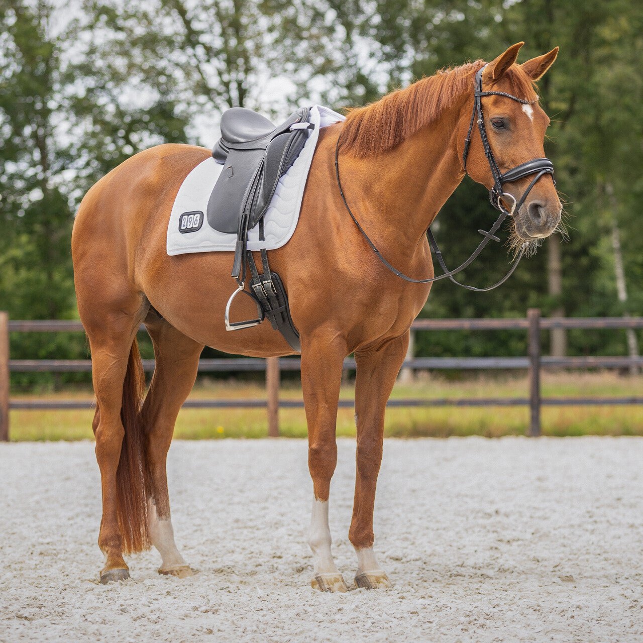 Number Saddlepad - Nags Essentials