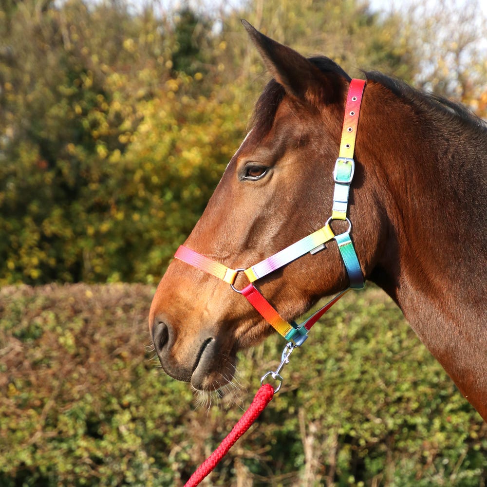 Ombre Head Collar & Lead Rope - Nags Essentials