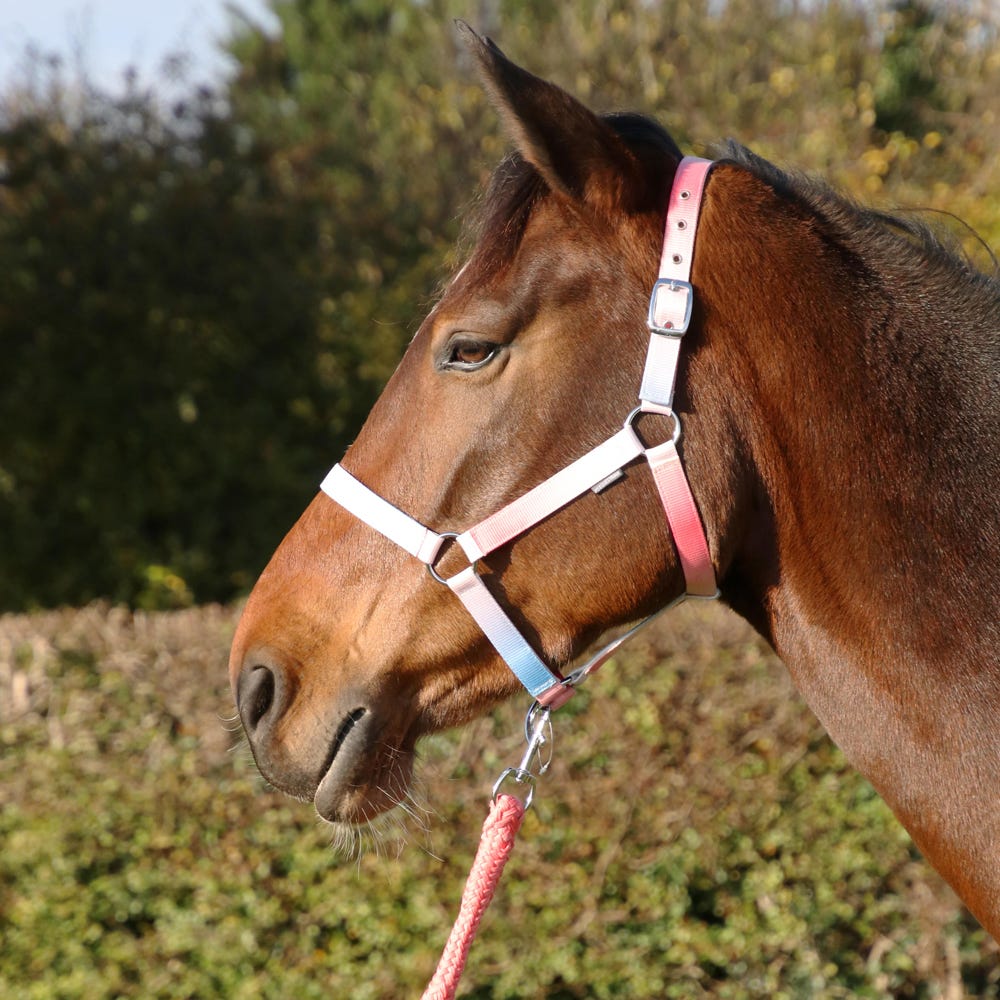 Ombre Head Collar & Lead Rope - Nags Essentials