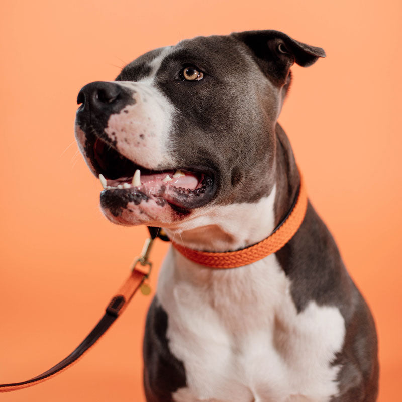 Kentucky Plaited Nylon Dog Collar