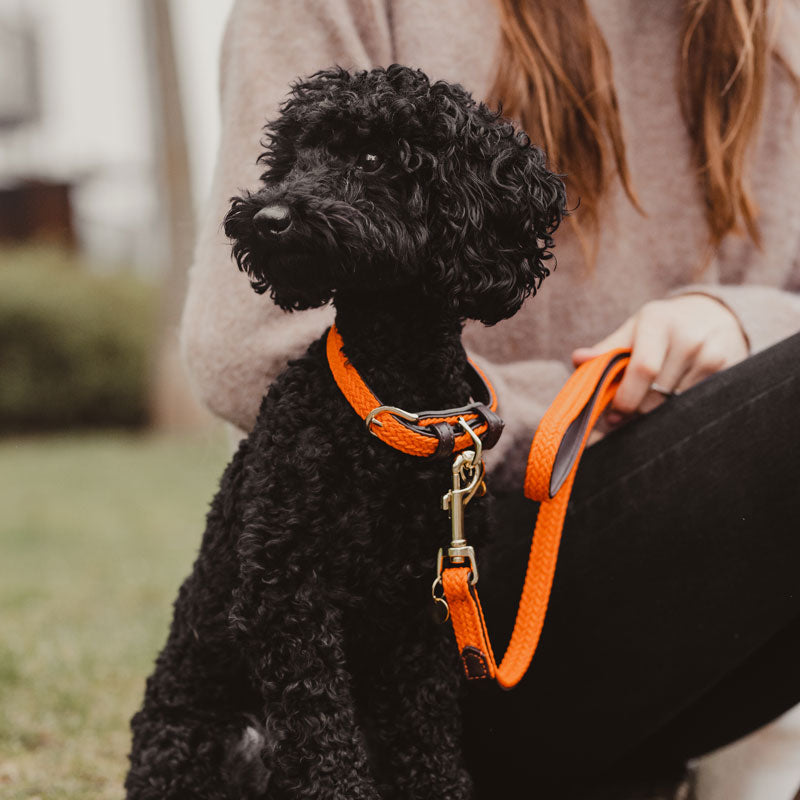 Kentucky Plaited Dog Lead