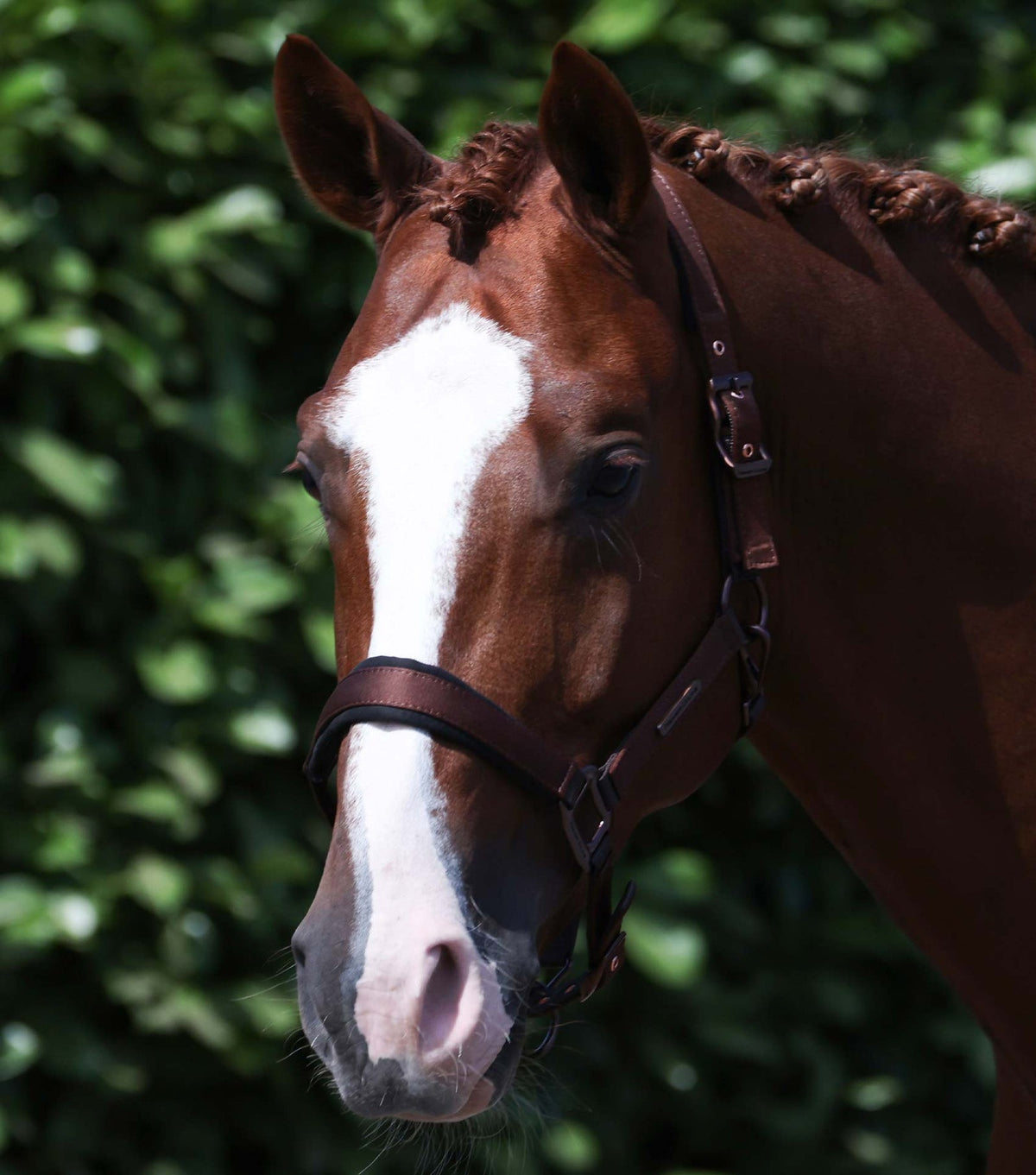 Premier Equine Fusco Head Collar With Lead Rope - Nags Essentials