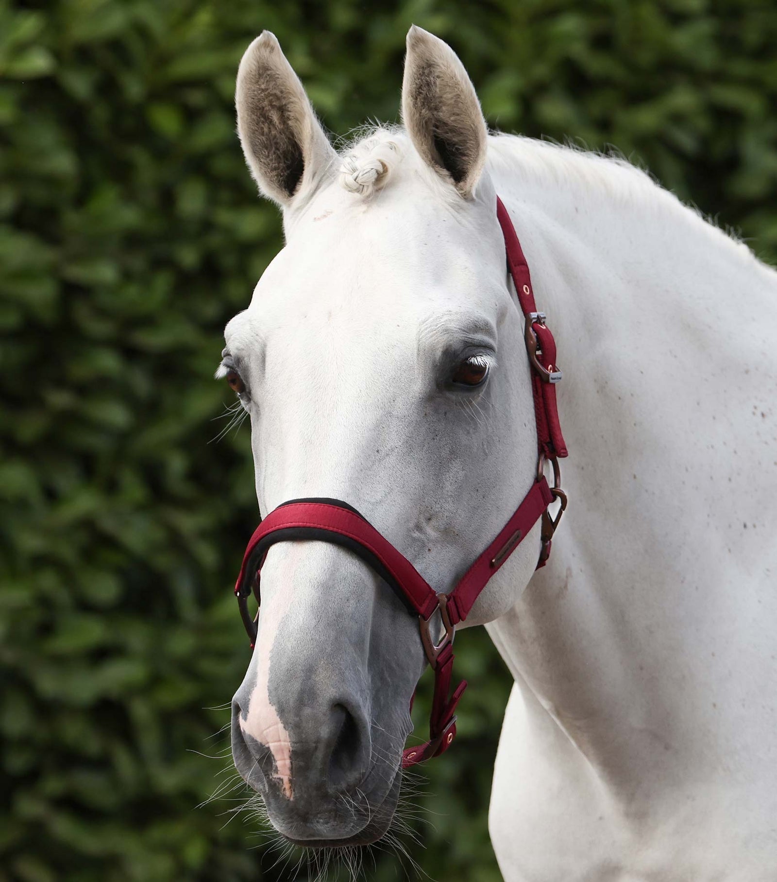 Premier Equine Fusco Head Collar With Lead Rope - Nags Essentials