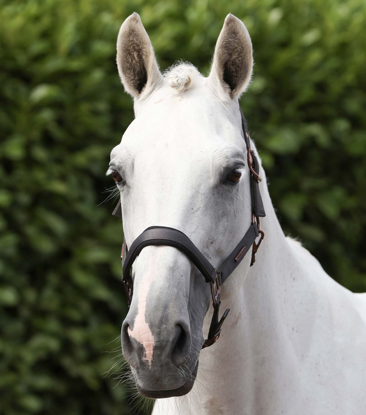 Premier Equine Fusco Head Collar With Lead Rope - Nags Essentials