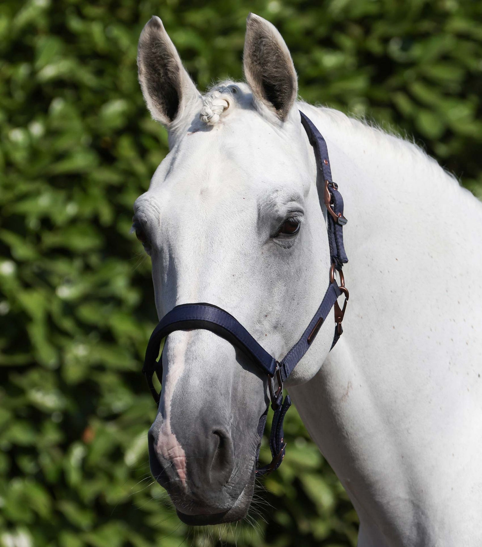 Premier Equine Fusco Head Collar With Lead Rope - Nags Essentials
