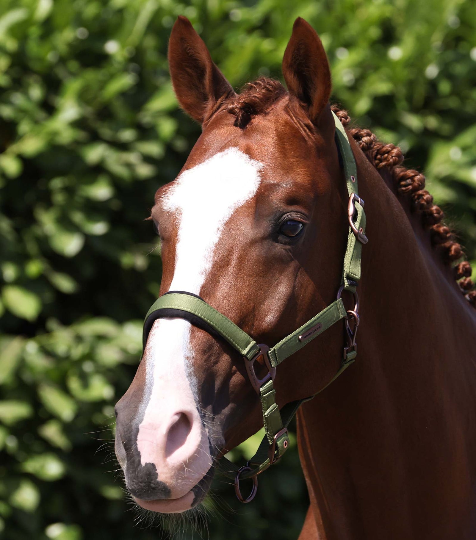 Premier Equine Fusco Head Collar With Lead Rope - Nags Essentials