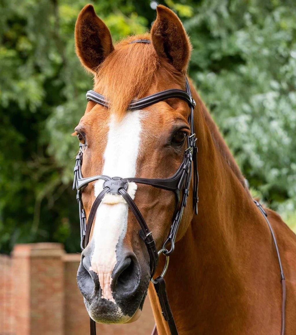 Premier Equine Glorioso Grackle Bridle Black - Nags Essentials