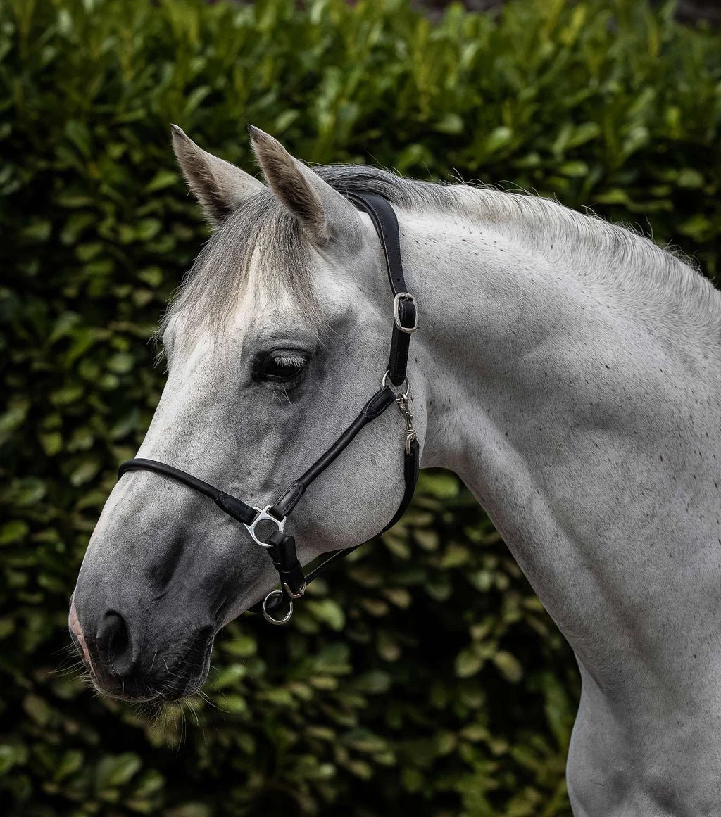 Premier Equine Hennaroso Rolled Anatomic Leather Head Collar - Nags Essentials