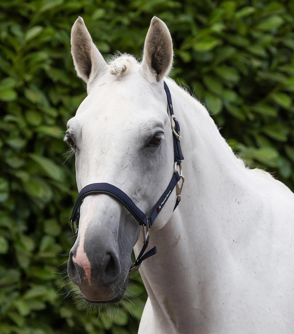 Premier Equine Plain Padded Head Collar with Lead Rope - Nags Essentials