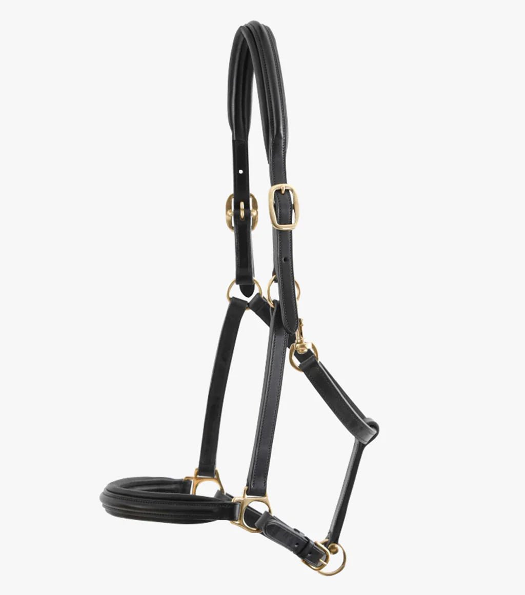 Premier Equine Rego Padded Leather Head Collar - Nags Essentials