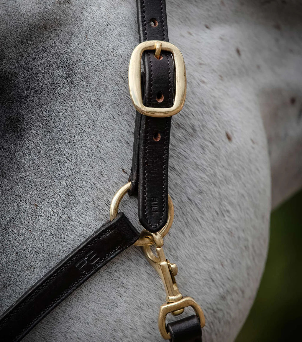 Premier Equine Rego Padded Leather Head Collar - Nags Essentials
