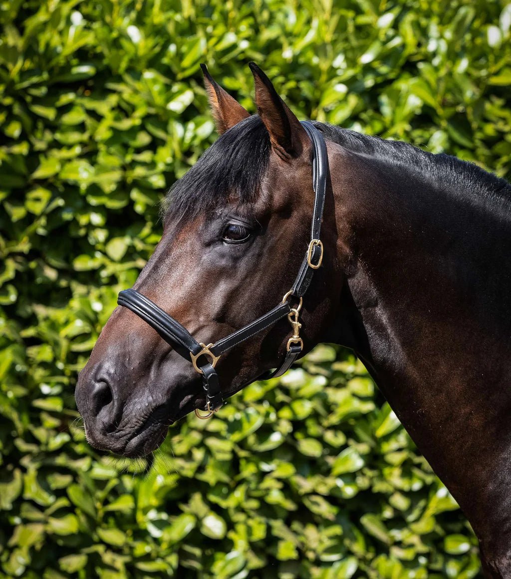 Premier Equine Rego Padded Leather Head Collar - Nags Essentials