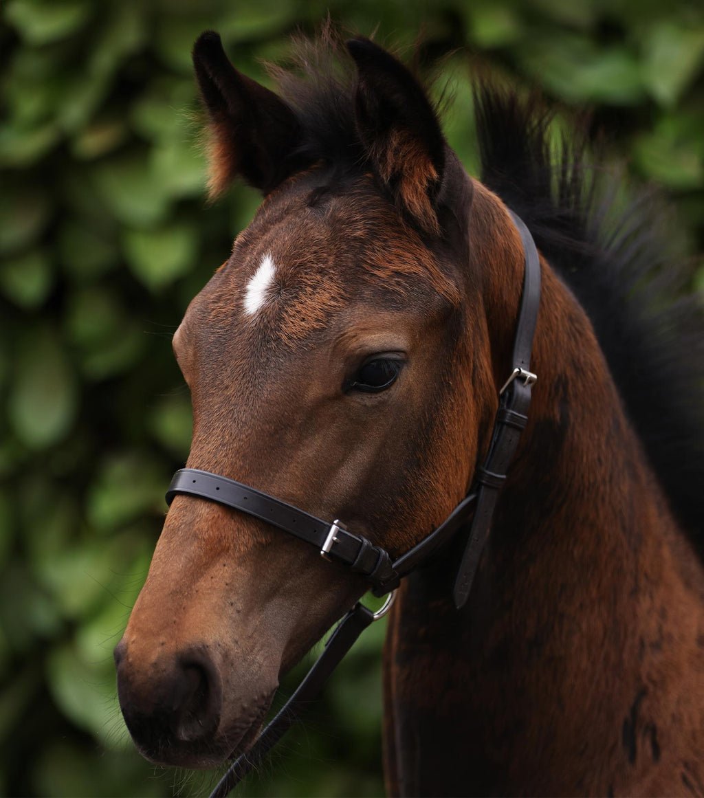 Premier Equine Standard Foal Slip 3/4" - Dark Havana - Nags Essentials